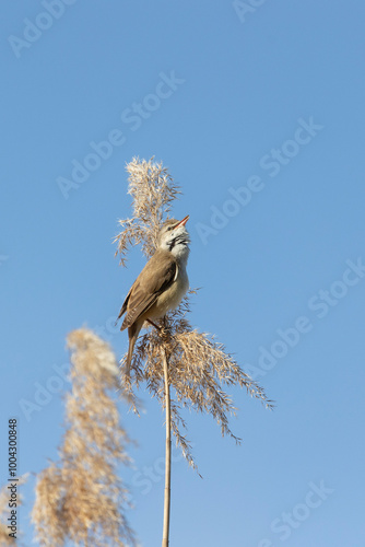 Great reed warbler sitting on a reed against a blue sky photo