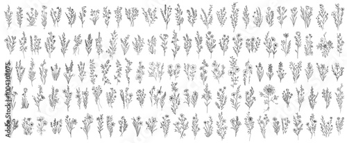 wild plants and wild flowers, large collection of hand drawn flowers in monoline doodle style
