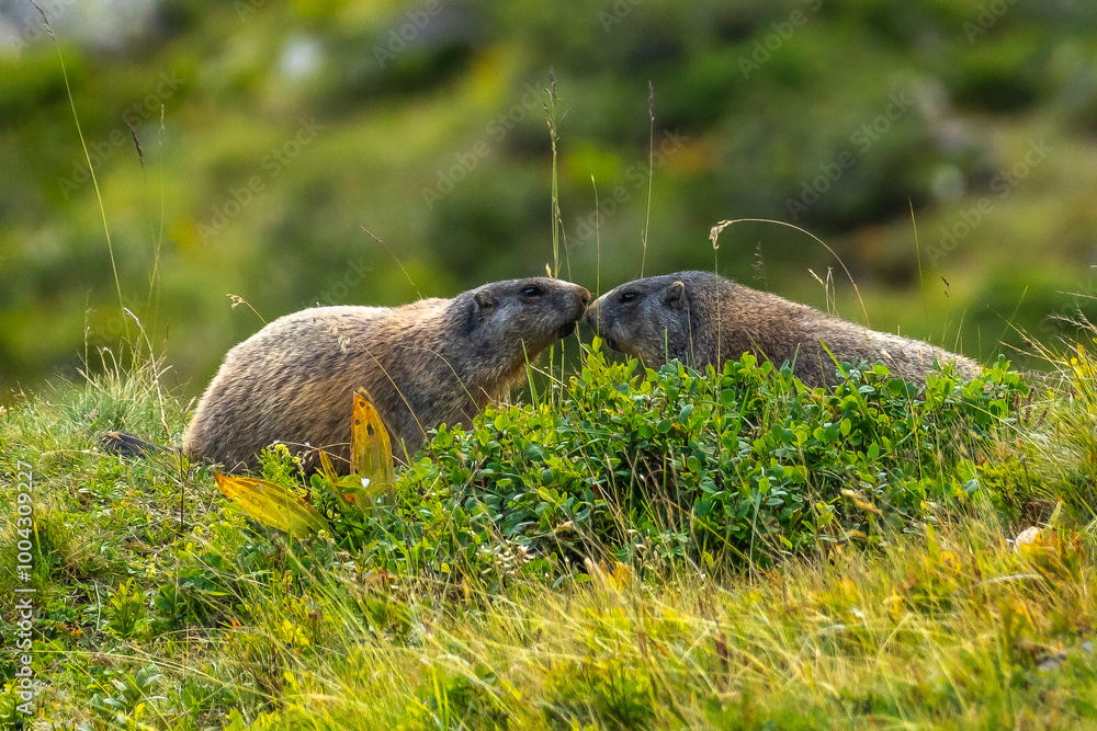 Naklejka premium two marmots kiss each other in greeting, As a greeting, they strengthen their family bond and are affectionate towards one another, the adult animals sits between alpine roses and autumnal flowers