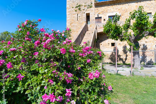 Close-up of pink flowers in front of an old castle