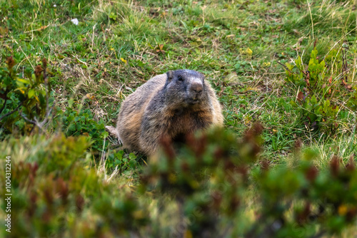 brown black marmot is watching me, attentive, careful father marmot looks for danger to his young to warn them, the adult animal sits between alpine roses and autumnal flowers and grasses, looking 