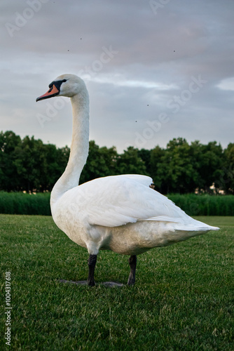 Graceful White Swan standing on the lush green grass lawn photo