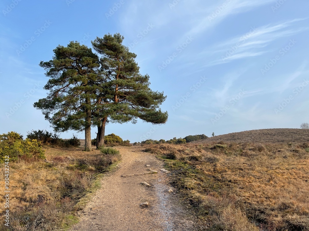 Obraz premium tree in the forest