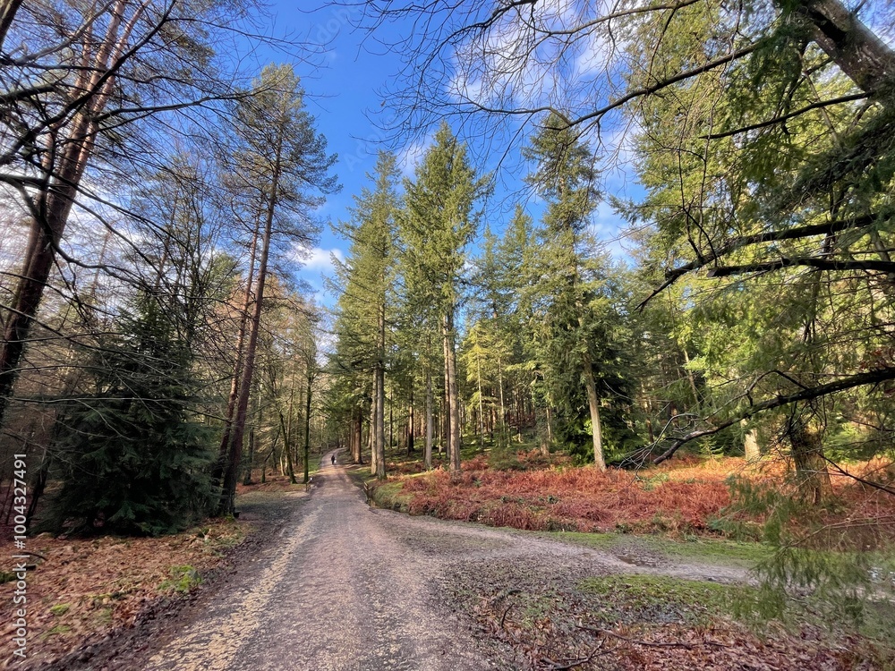 Obraz premium road in autumn forest