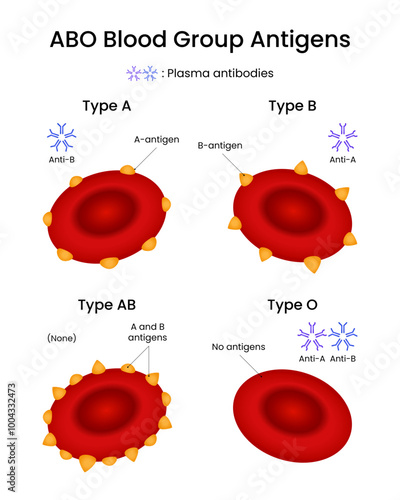 ABO Blood Type System Structure