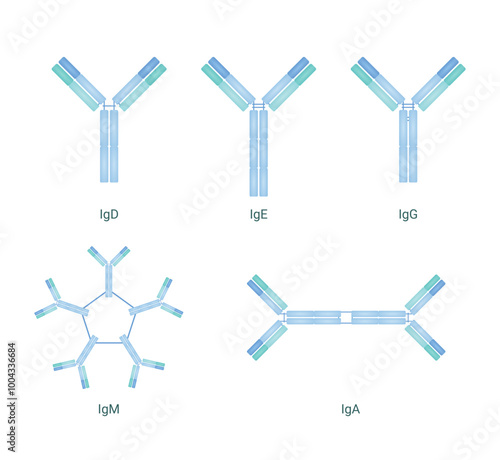 5 types of antibodies classified into IgG, IgM, IgA, IgD, and IgE