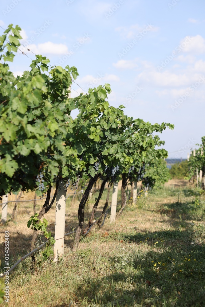 Fresh ripe juicy grapes growing on branches in vineyard Fresh ripe juicy grapes growing on branches in vineyard