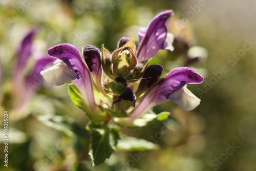 Foto a close up of Scutellaria alpina, the alpine skullcap in the autumn garden