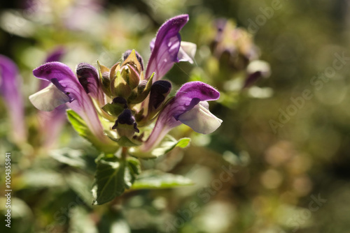 Tableau sur toile a close up of Scutellaria alpina, the alpine skullcap in the autumn garden