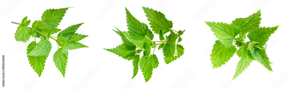 nettle on a transparent isolated background. nettle on a transparent isolated background.