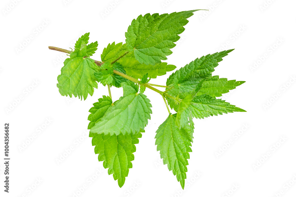 nettle on a transparent isolated background. nettle on a transparent isolated background.