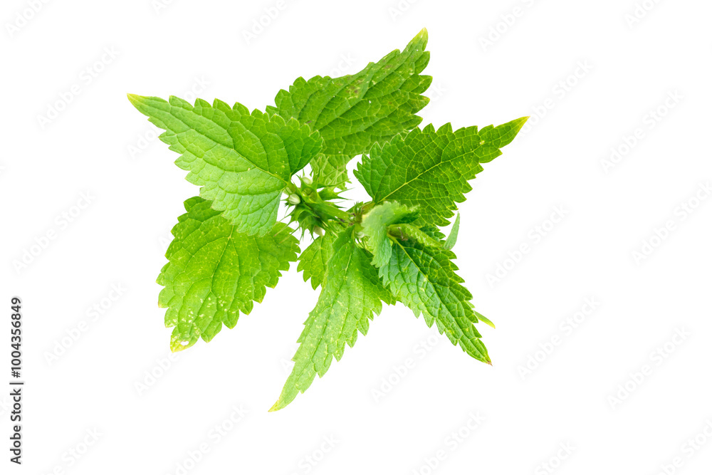 nettle on a transparent isolated background. nettle on a transparent isolated background.