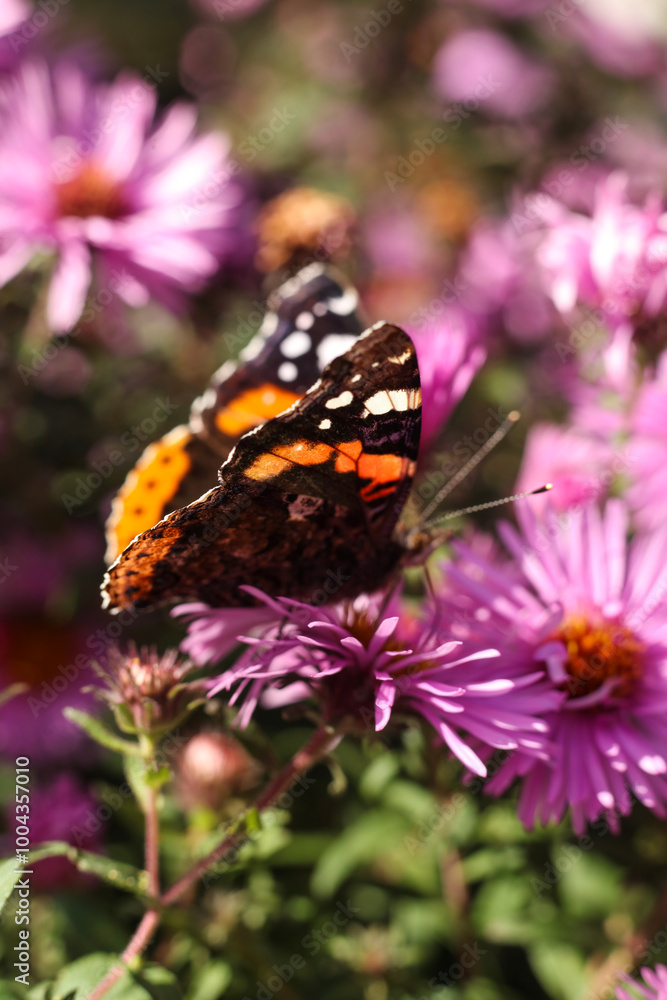 Naklejka premium Butterfly Vanessa atalanta on a pink aster flower.