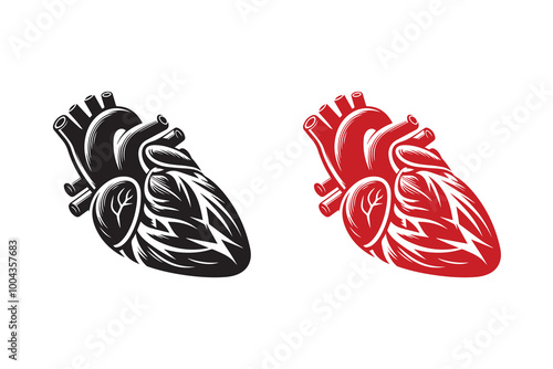Human Cardiac Muscle Art and Graphics silhouette Illustration