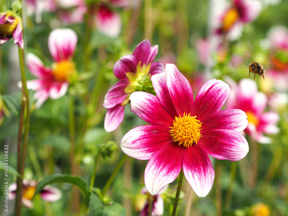 Fototapeta premium Kleine Dahlienblüte