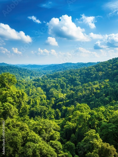 Lush Green Forest Canopy Under Blue Sky with White Clouds