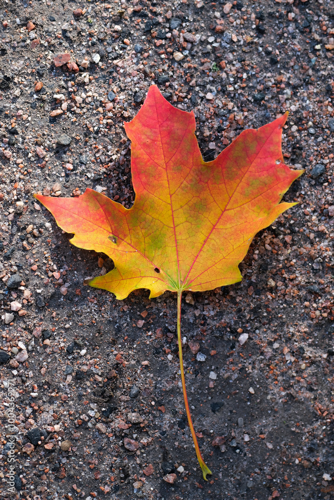 Maple leaf in autumn on the ground Maple leaf in autumn on the ground