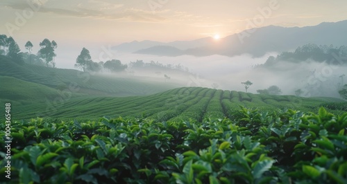 Tea Plant Leaves Glimmering in Early Morning Light at Highlands