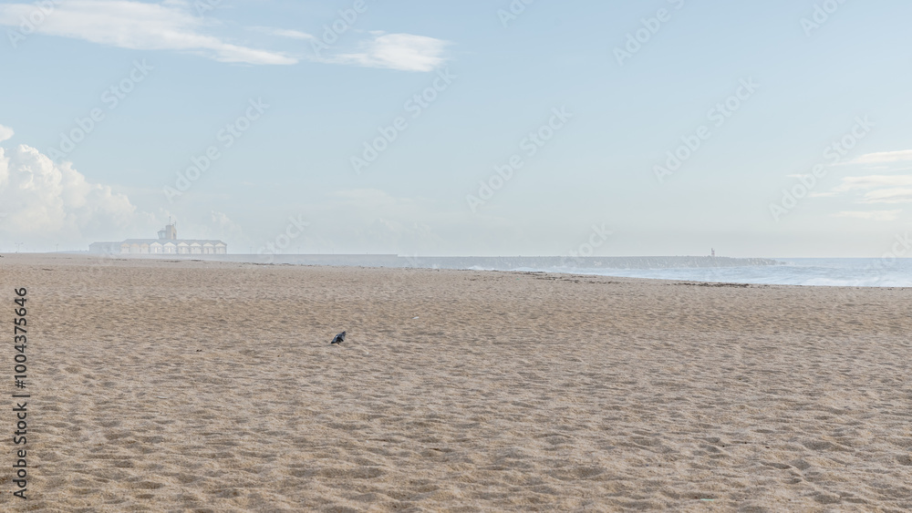 Pigeon sleeping on Povoa de Varzim beach, Portugal