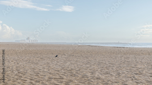 Obraz na płótnie Pigeon sleeping on Povoa de Varzim beach, Portugal w salonie