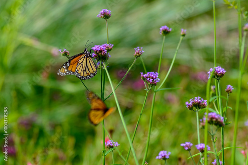 Monarch butterfly on a flower with a Blurred Background in New Orleans, Louisiana, USA