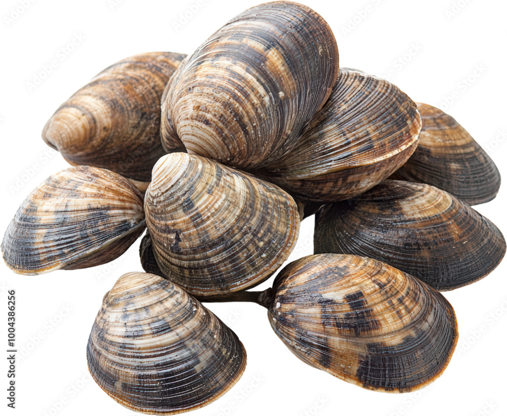 A pile of clams with their shells still on. The shells are brown and white. The clams are piled on top of each other A pile of clams with their shells still on. The shells are brown and white. The clams are piled on top of each other