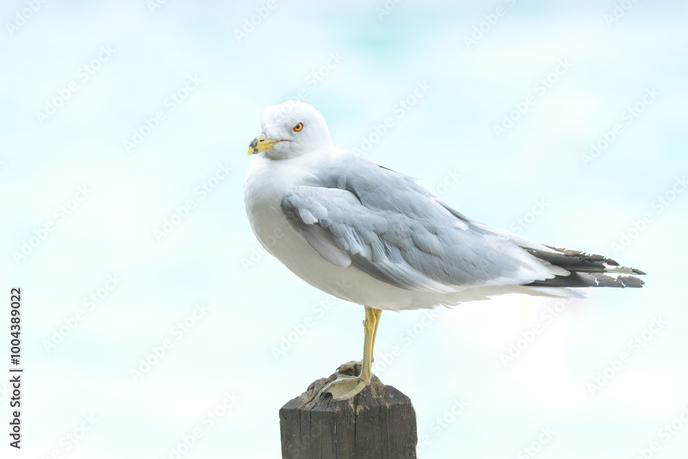 Obraz premium Ring Billed Gull (Larus delawarensis) resting on a wooden post of a pier. White and gray plumage of a scavenging sea bird near the ocean. Orange beak rugged wood