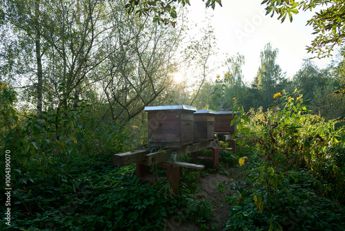 Beehives placed on wooden stands in a lush garden at sunrise with trees and sunlight filtering through the foliage. photo