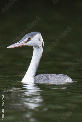 Young great crested grebe (Podiceps cristatus)