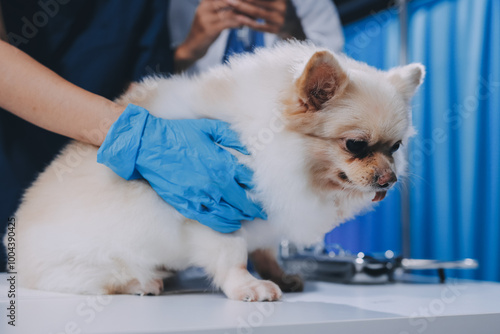 Closeup shot of veterinarian hands checking dog by stethoscope in vet clinic