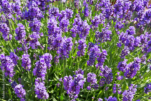 Flowers of lavender in the summer day with bee