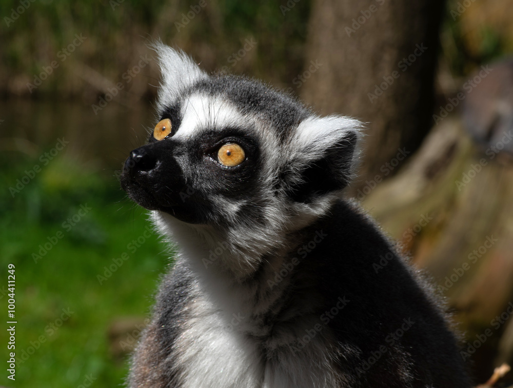 Fototapeta premium Ring-tailed lemur (Lemur catta) portrait