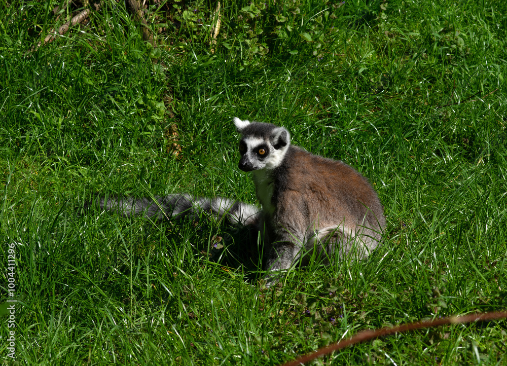 Fototapeta premium Ring-tailed lemur (Lemur catta) portrait