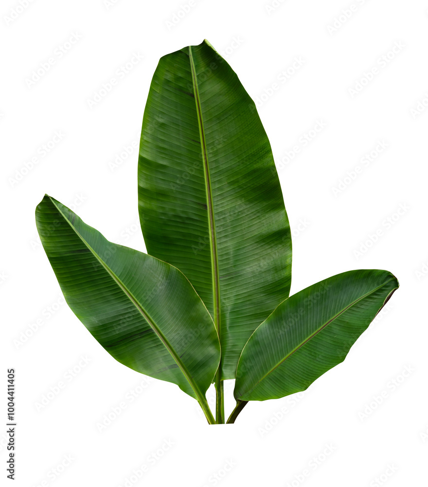 Obraz premium Tropical leaf isolated on white