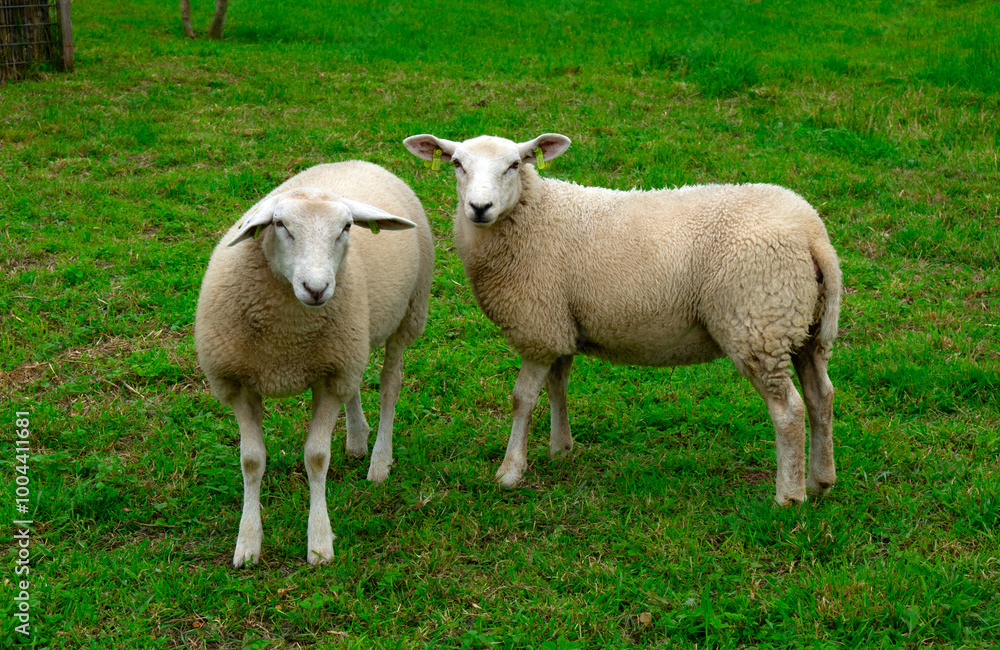 Fototapeta premium Sheep on green grass