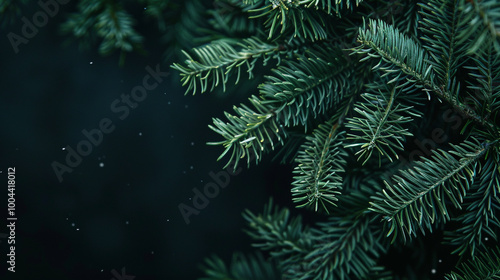 Beautiful christmas background with green fir tree brunch close up. Copy space, trendy moody dark toned design for seasonal quotes