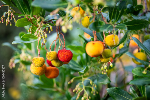 Wallpaper Mural Madroño, fruto, fruta, rojo, verde, amarillo, árbol, arbusto Torontodigital.ca