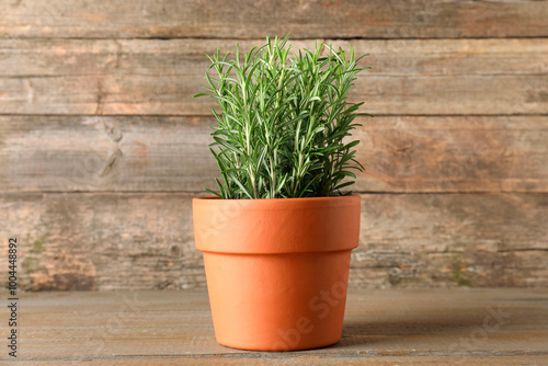 Aromatic rosemary plant in pot on wooden table