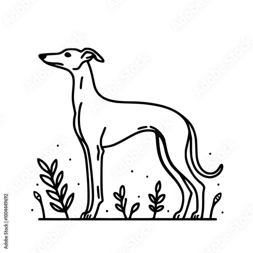  Outline Illustration of a Sighthound Dog Standing | Whippet, Greyhound, Italian Greyhound, Lurcher
