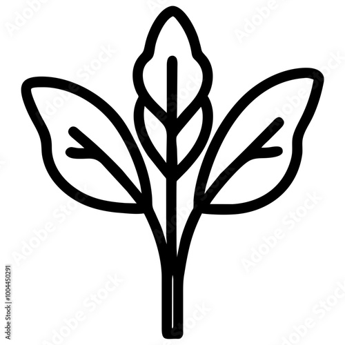 arugula