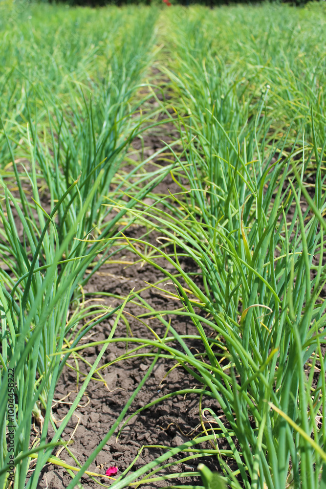 Home onion plantation. Spring time gardening. Ecology onion farming. Green leaves, harvest. Vegetable garden, rural. Organic production. Home onion plantation. Spring time gardening. Ecology onion farming. Green leaves, harvest. Vegetable garden, rural. Organic production.