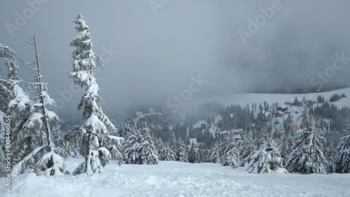 Winter snowfall in Dragobrat, Ukraine. Blizzard. Carpathian mountains. Foggy day. Spruce forest. Heavy snow on a trees. Gloomy weather. Forest frozen landscape. Cold nature, ski resort photo