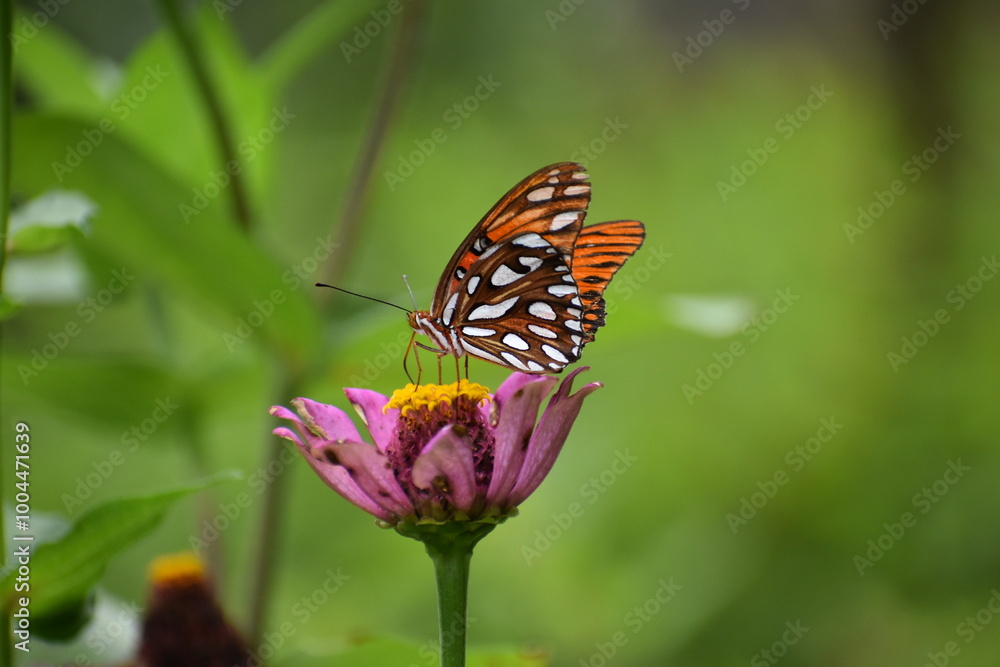 monarch butterfly on zinnia flower monarch butterfly on zinnia flower