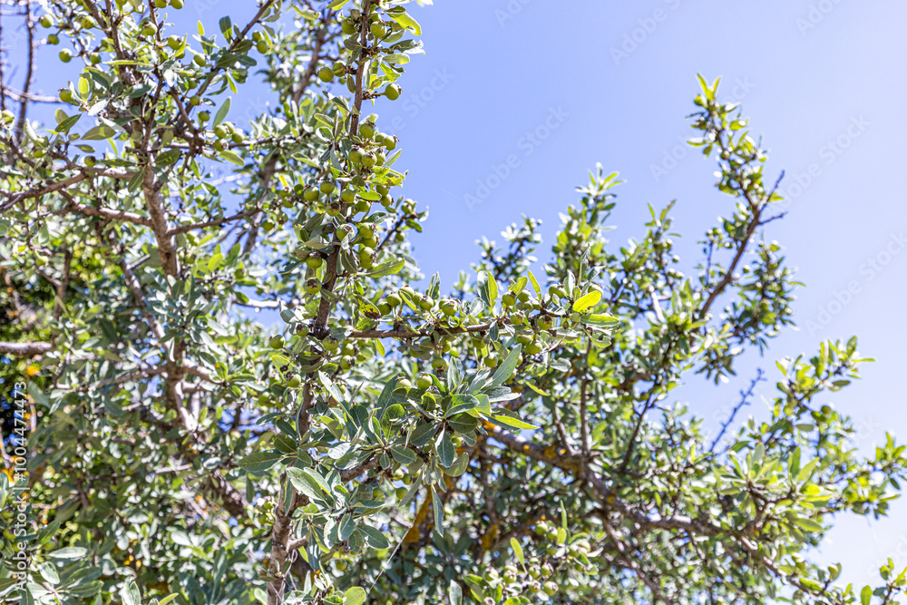 Wild Pear (Pyrus elaeagrifolia L.) tree. The wild pear plant is a wild pear that grows spontaneously in nature. It is also known as wild pear in society. Wild Pear (Pyrus elaeagrifolia L.) tree. The wild pear plant is a wild pear that grows spontaneously in nature. It is also known as wild pear in society.