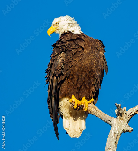 Close up of the American balled eagle perched on a dead tree branch photo