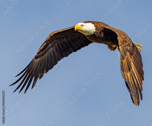 Flying from right to left, the American balled eagle with wings shaped in classic composeer'ss pose