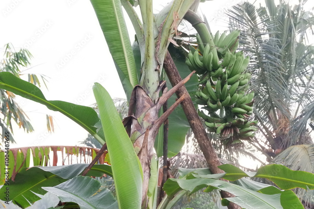 Obraz premium banana tree with fruit