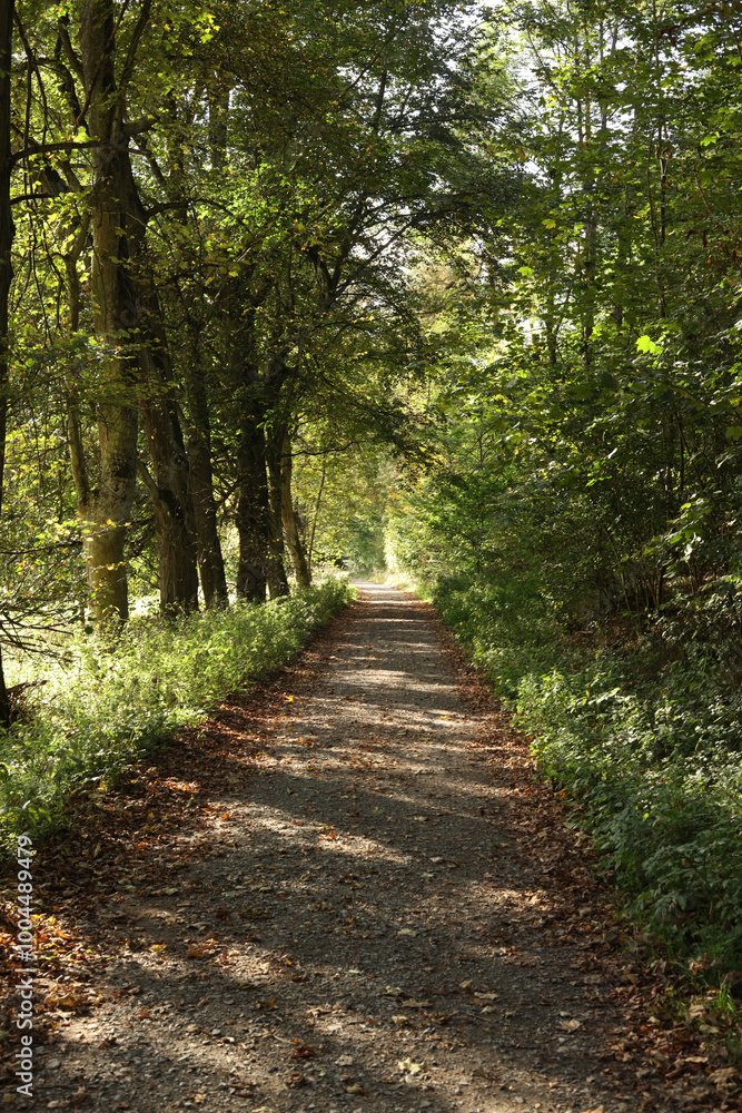 Path in the forest with trees in the background and a path in the foreground Path in the forest with trees in the background and a path in the foreground