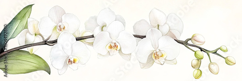 Eine Orchidee auf neutralem Hintergrund 