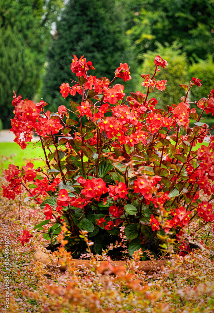 Colourful flower background. Blooming red begonia in a flowerpots Colourful flower background. Blooming red begonia in a flowerpots